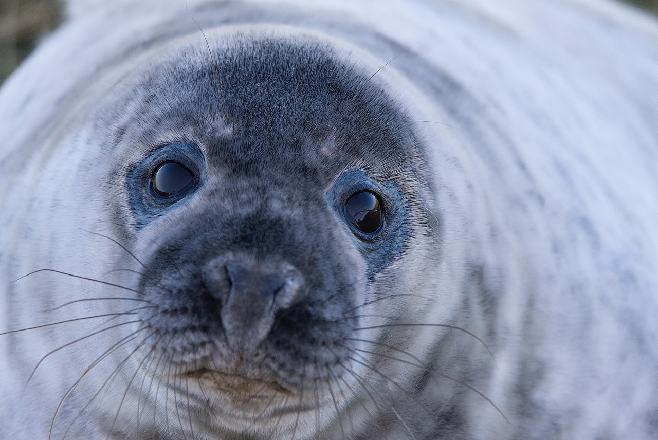 seal, grey seal, wild, wildlife, nature, close up, blue closed, seal, seal, seal, seal, seal