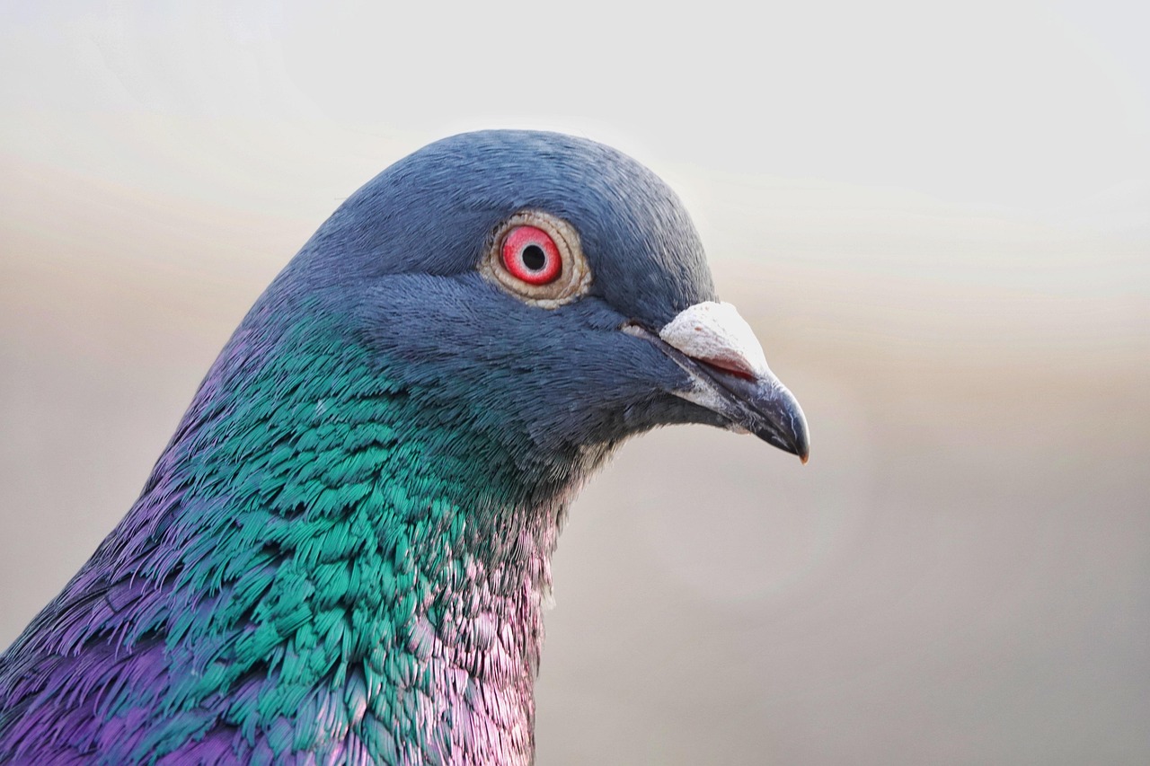 bird, pigeon, avian, wildlife, ornithology, nature, close up, beautiful, photography, sony, editor'schoise
