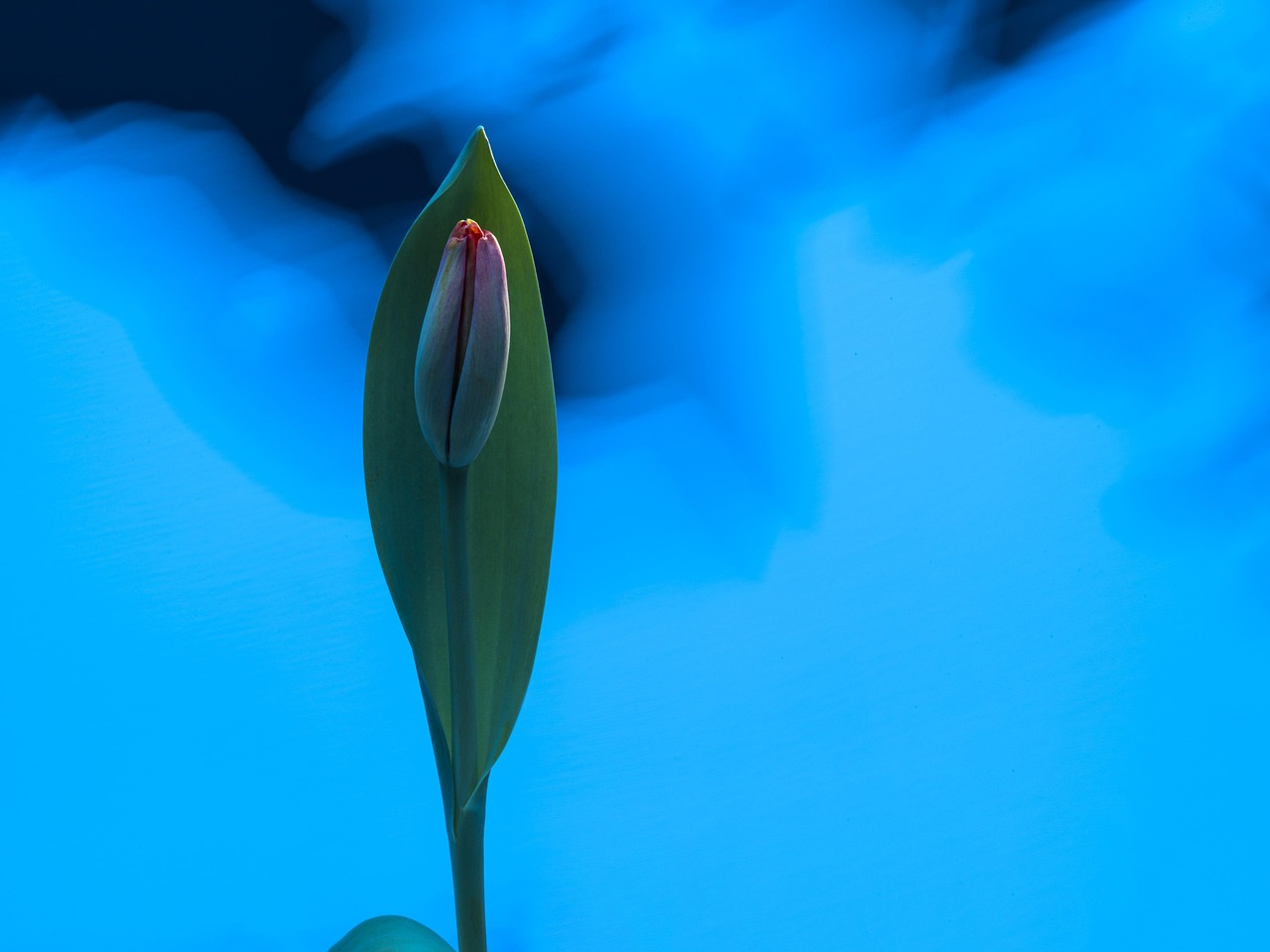 nature, spring, tulip, young flower, sprout, green, production, growth, medium-sized camera