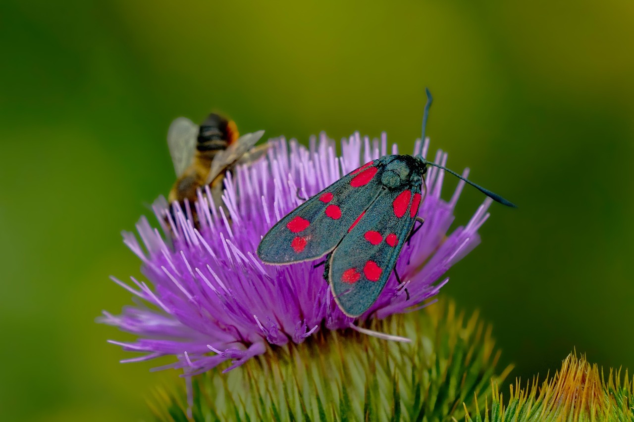six spot burnet moth, bee, flower, thistle, moth, flower wallpaper, beautiful flowers, flower background, insect, purple flower, plant, nature, closeup